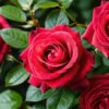 Conheça 5 flores que simbolizam amor