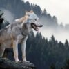 Descubra qual seu signo animal no horóscopo xamânico