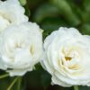 Harmonia: saiba quando e como usar rosas brancas em rituais