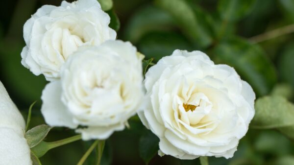 Harmonia: saiba quando e como usar rosas brancas em rituais