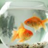 Sonhar com Peixes: saiba quais mensagens esse sonho traz