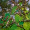 Alívio do estresse: confira os benefícios do Patchouli