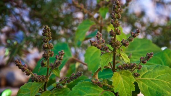 Alívio do estresse: confira os benefícios do Patchouli
