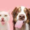 Descubra 4 animais que são alertas em sonhos